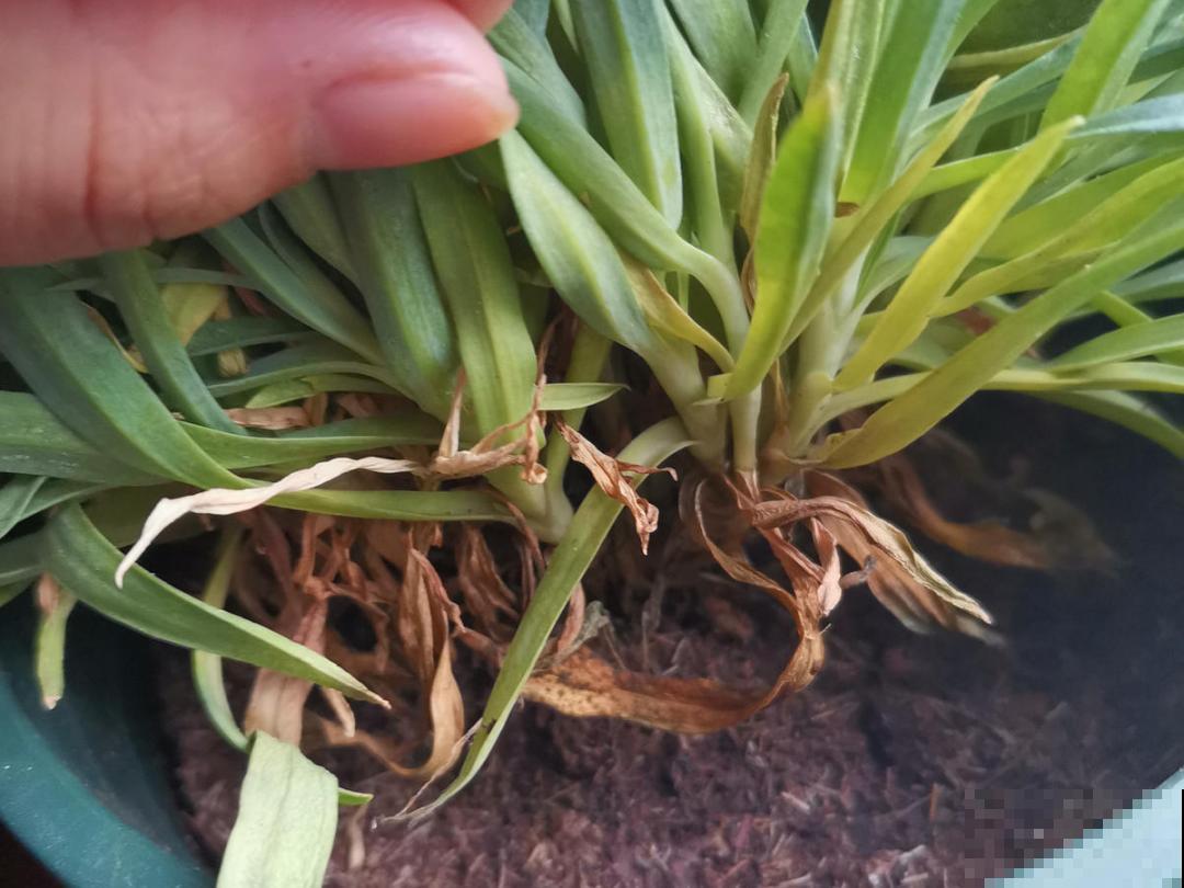 10种花并不是一次性,掌握养护要点,还能复花 10种花并不是一次性,掌握养护要点,还能复花