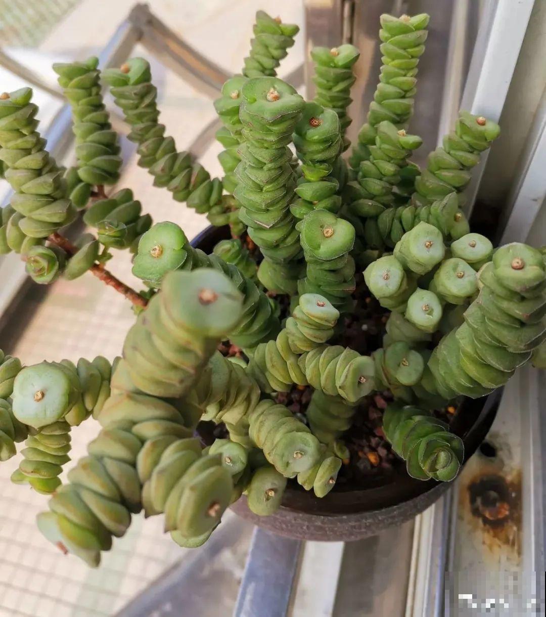 现在给花剪一刀,剪成一个“小平头”,呼呼冒芽爆盆 现在给花剪一刀,剪成一个“小平头”,呼呼冒芽爆盆