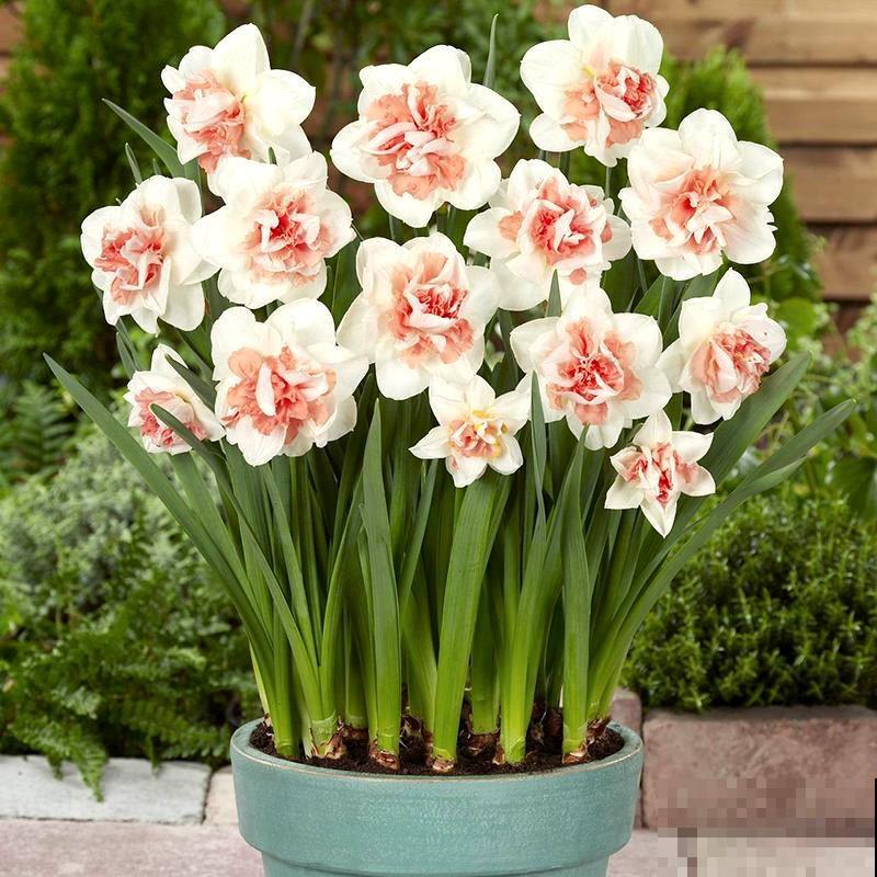 常见的切花,个个都是“大美女”,中国有四种 常见的切花,个个都是“大美女”,中国有四种