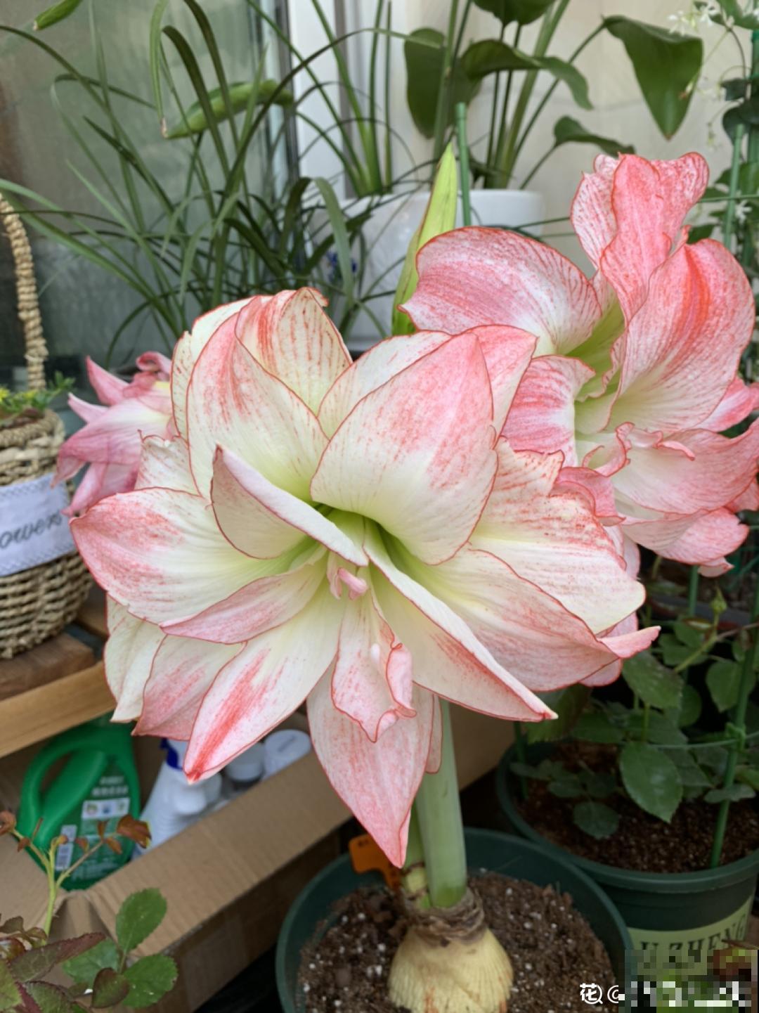 家里养盆朱顶红，开花个个比脸大，牛年养它“注定红”！