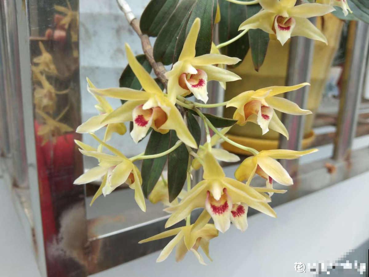 老中医爱养的60种植物，图文并茂特详细，种一盆养人养身心