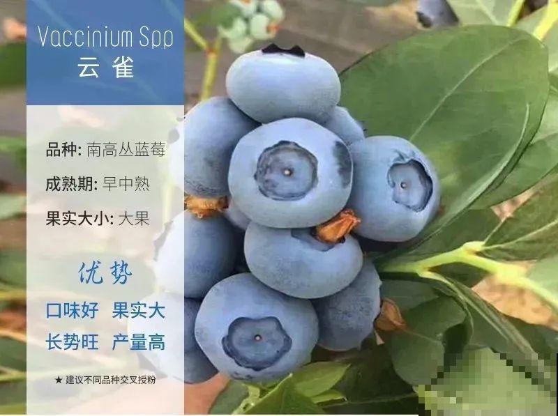 南北方都能养的蓝莓，家里种一棵，果子又大又甜