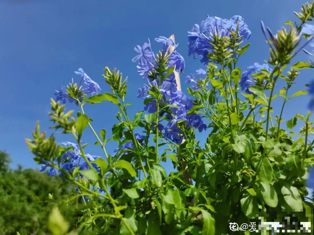 养花大神的爆花技巧，我给大家偷来了，赶紧学