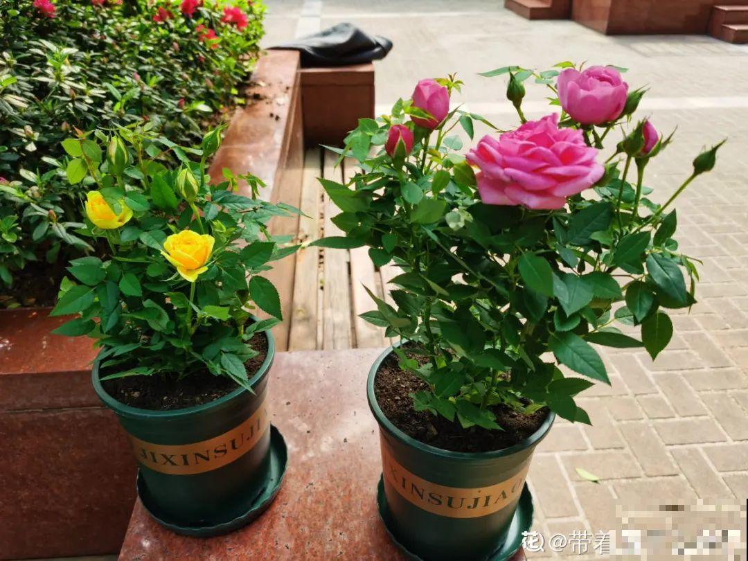 9个开花劳模，施肥不能停，不然越养越差劲