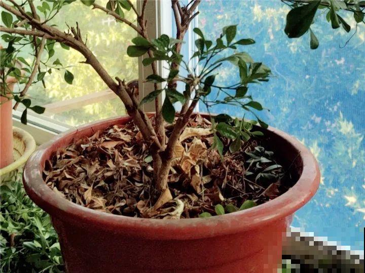 7种花，立秋后换盆，秋冬才能越养越好