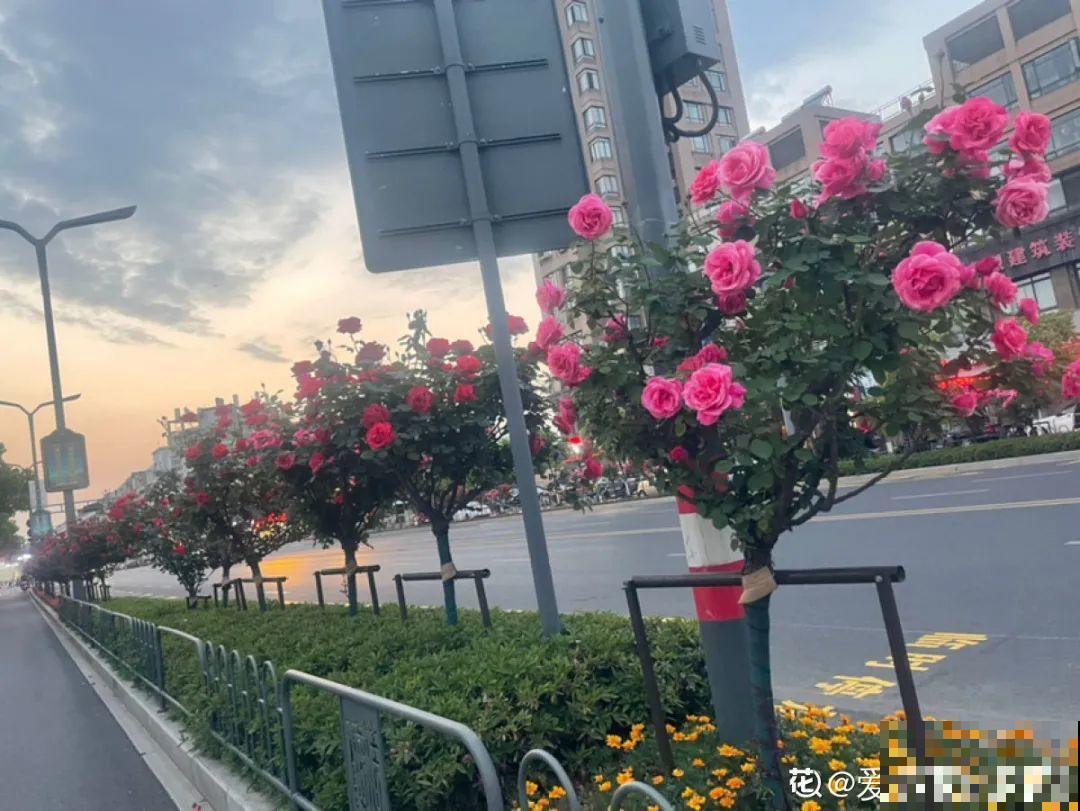 绿化带“壕”无人性，10万块的花堆一起，你认识几个？