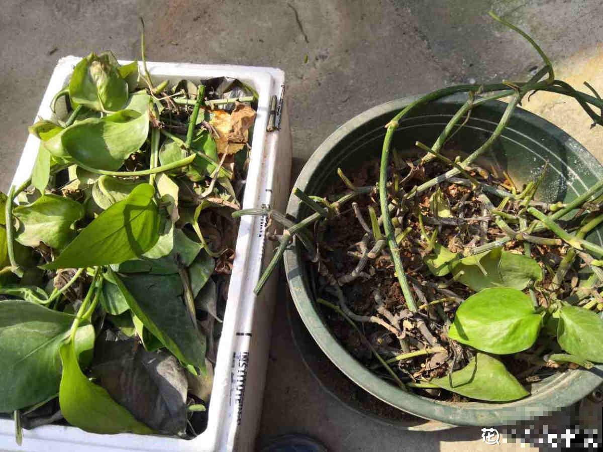 绿萝都能被养死，其实是没找到窍门，解决4个问题是关键