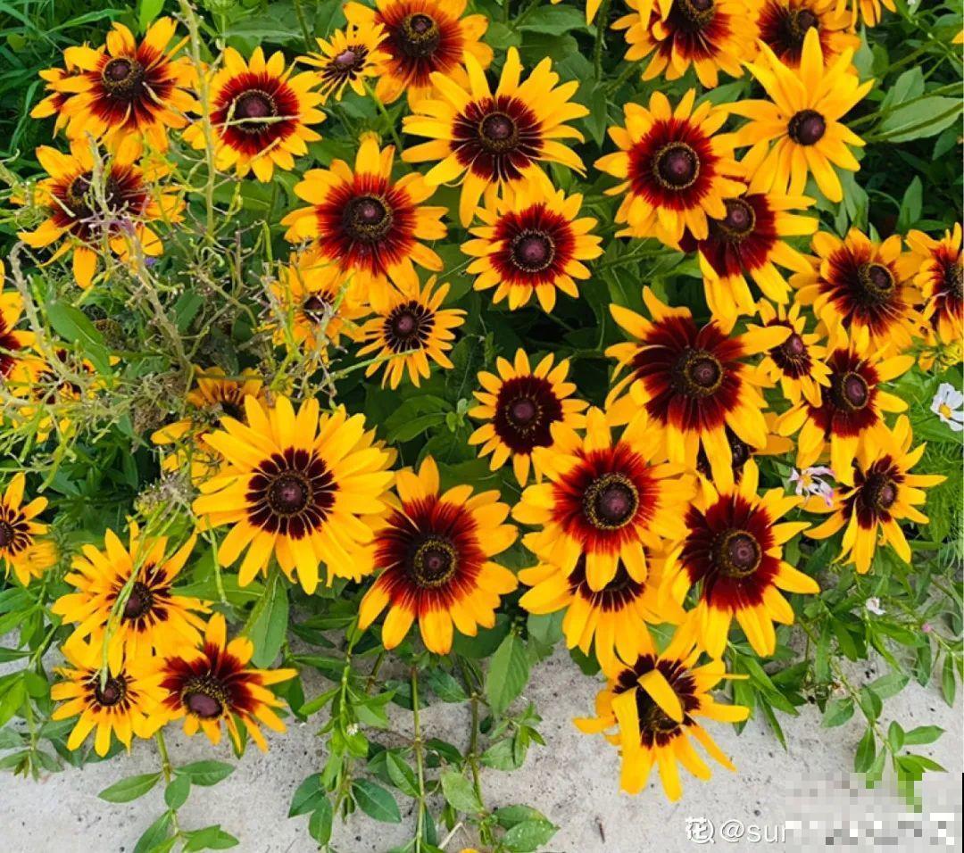 绿化带“壕”无人性，10万块的花堆一起，你认识几个？