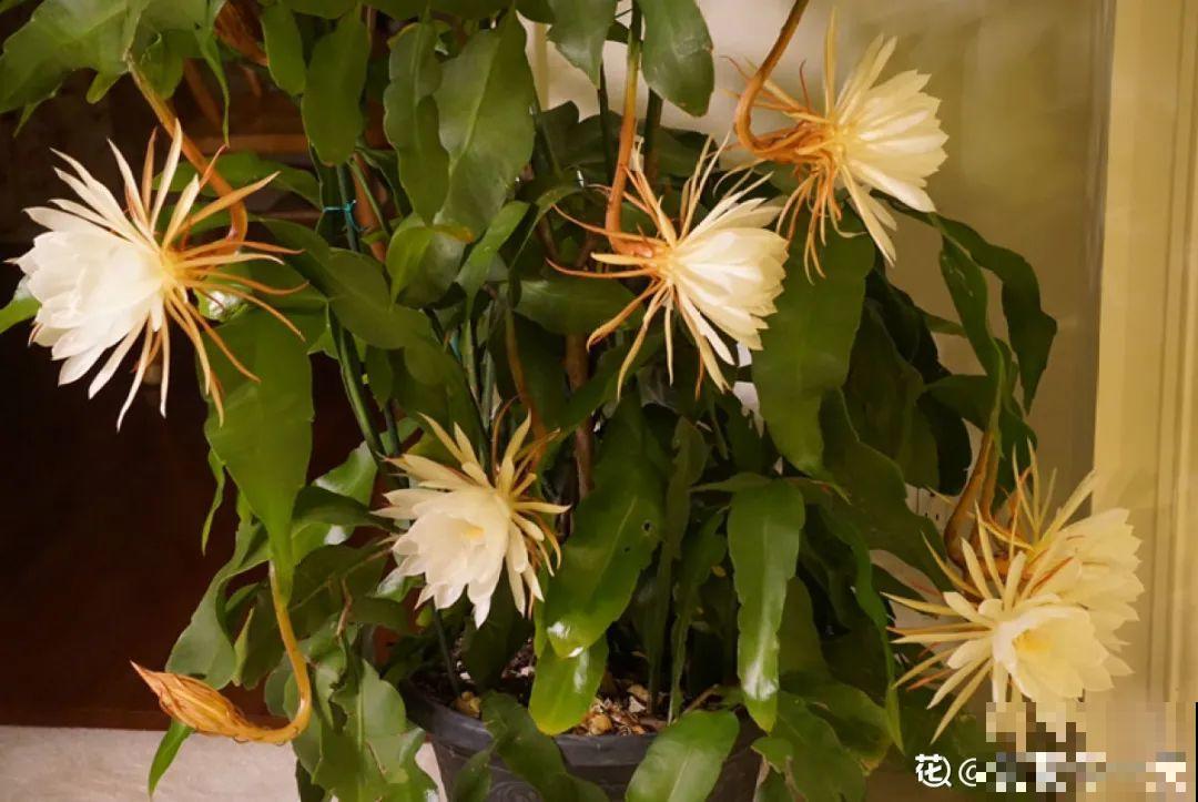 8月后，6种花别修剪，小心以后不开花