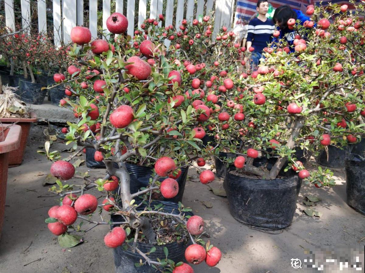 山楂都能在家养了？5个养护步骤，冰糖葫芦能管够