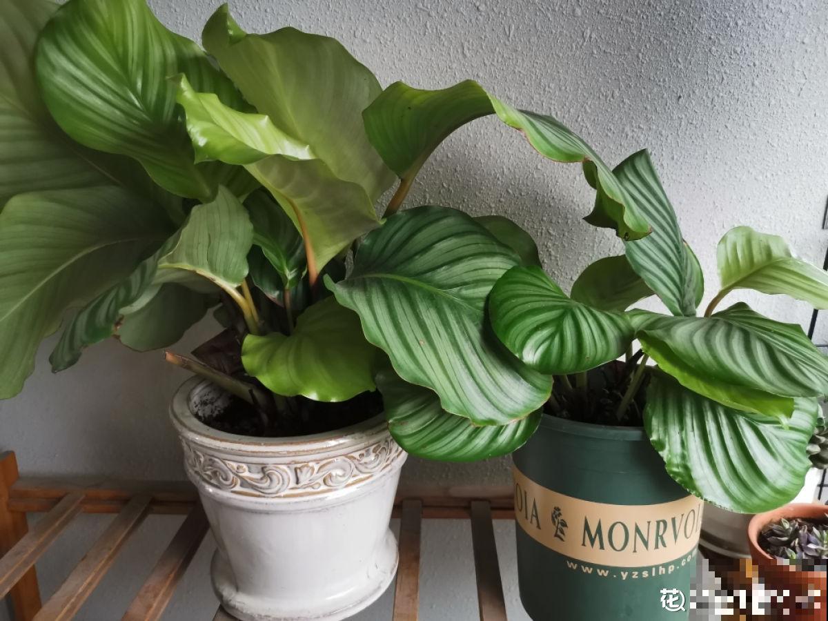 5步种好青苹果竹芋，家中就能打造“青苹果乐园”