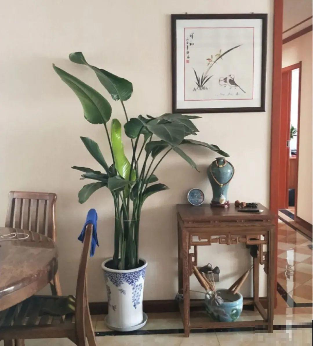 家里养8种花，独特有气质，还有满满安全感