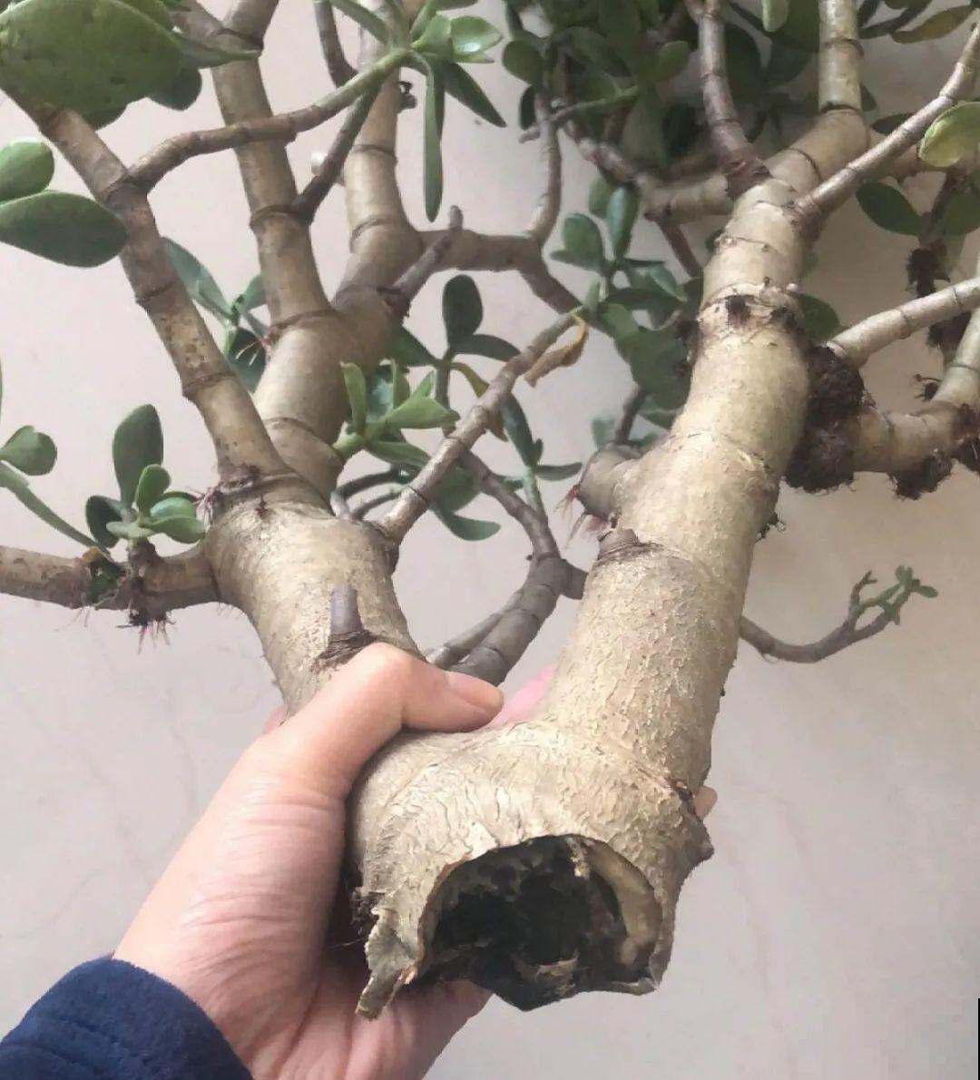 花杆子变黑，赶紧拔出来，立马换土