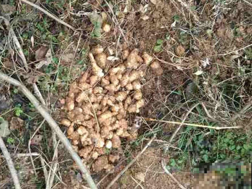 水塘边长出的“烤肠”,原来叫香蒲,毛茸茸特好玩 水塘边长出的“烤肠”,原来叫香蒲,毛茸茸特好玩
