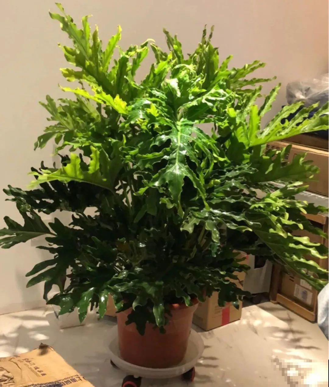 大叶子耐阴花，室内一定养，叶子比脸大，真凉快