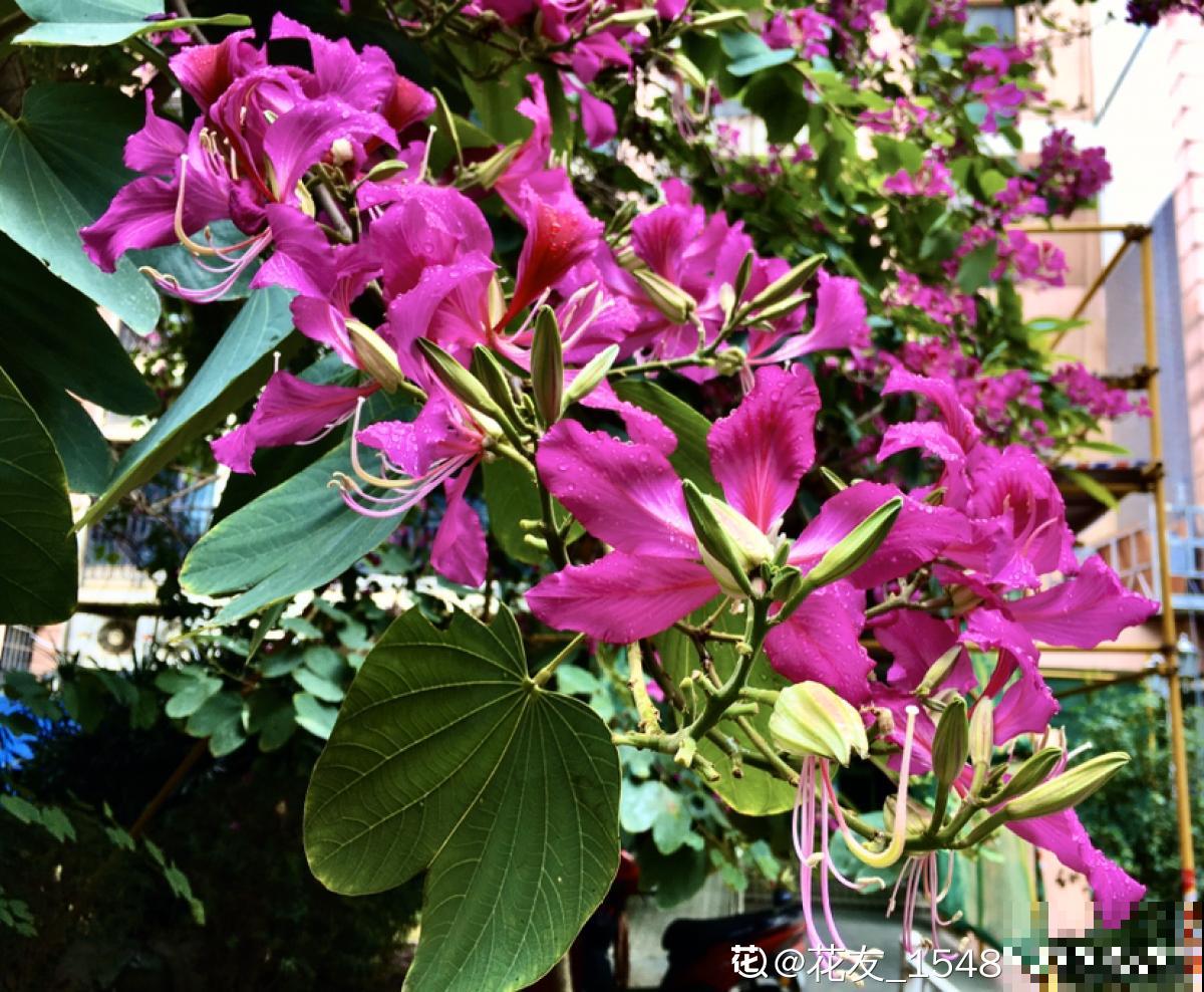 盘点！我国的市花，你听过几个？