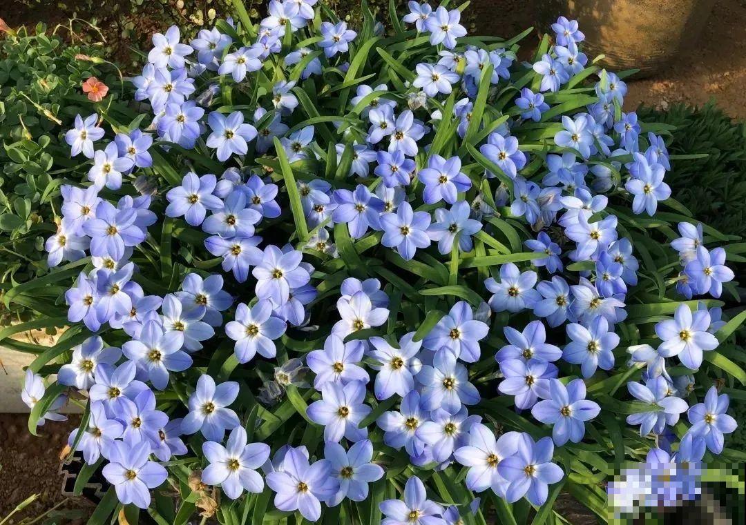 现在适合种11种花，耐寒好养活，呼呼开花爆盆