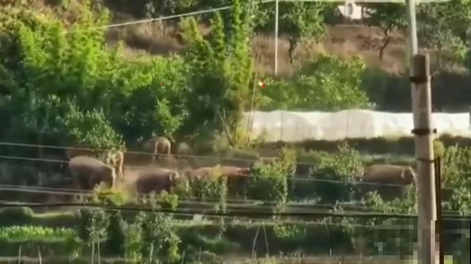 男子追在大象后，捡一筐大象粪，居然是为了养花