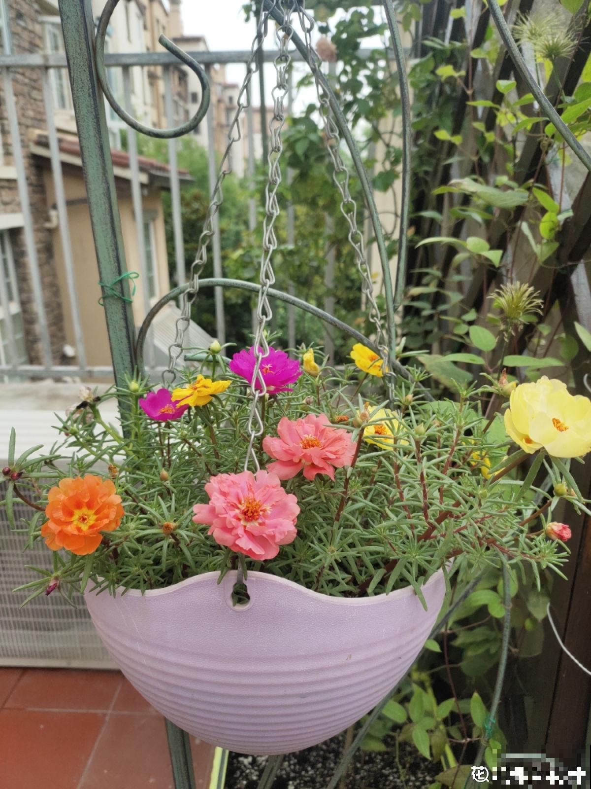 太阳花花期短，只需6步养护方法，让太阳花超长待机