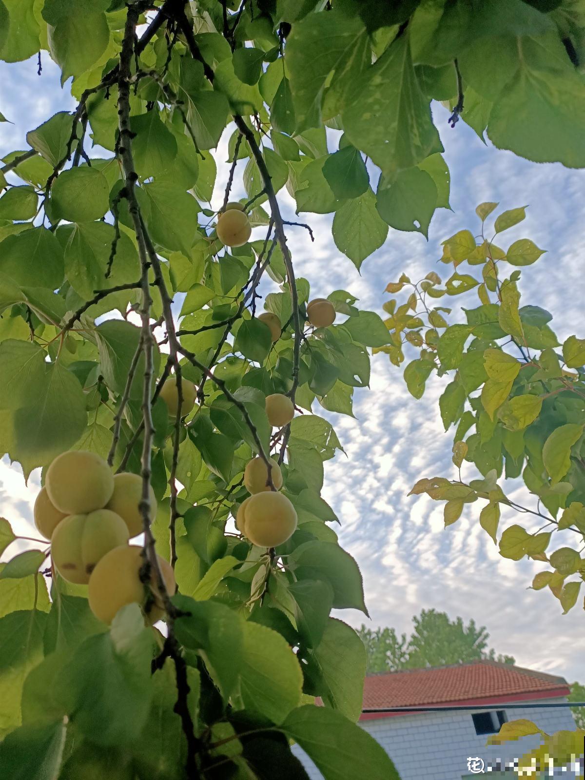 院子里种了棵杏树,没想到惹了麻烦,天天生气 院子里种了棵杏树,没想到惹了麻烦,天天生气
