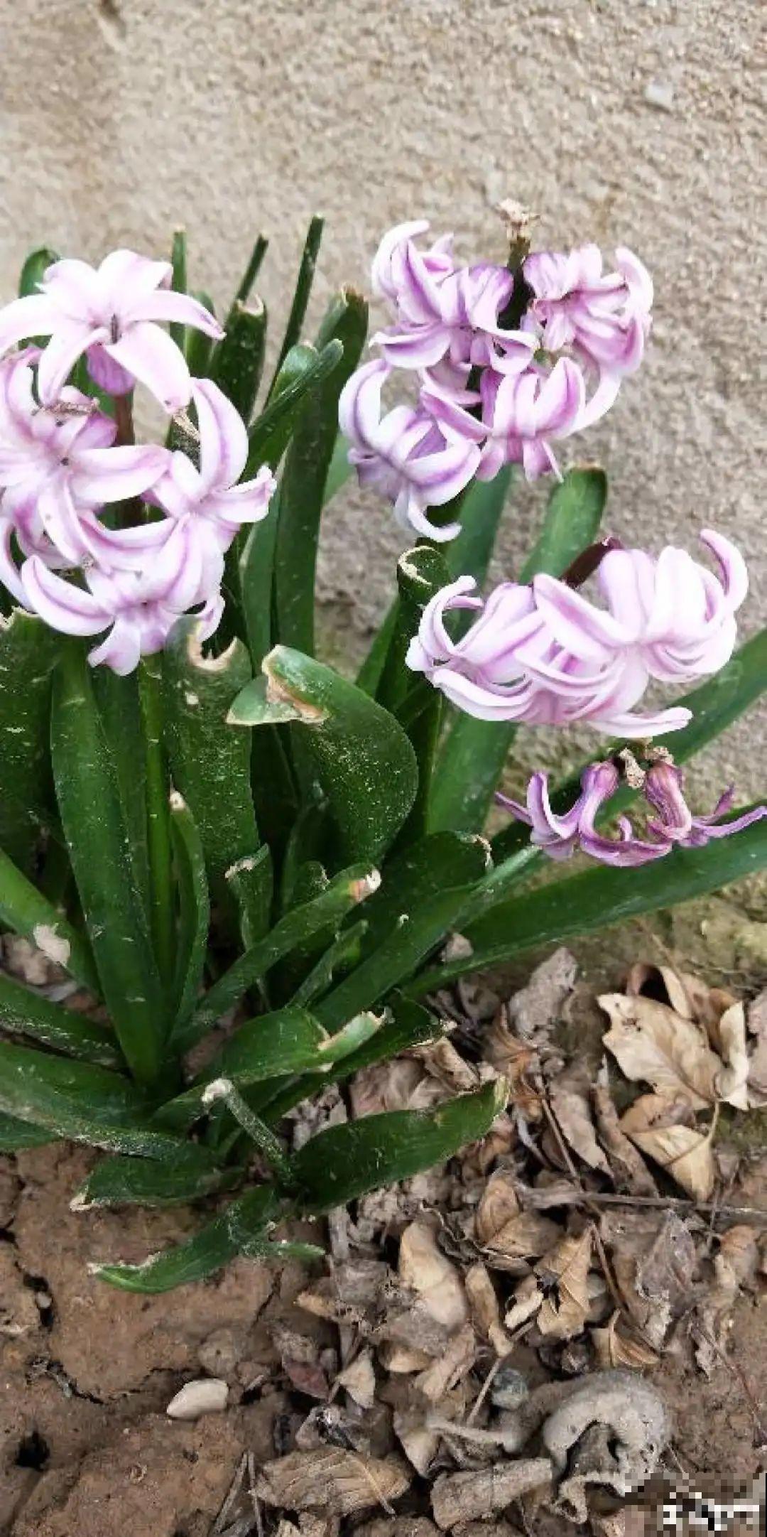 土里种个“洋葱球”,开出美艳花,香味飘满屋 土里种个“洋葱球”,开出美艳花,香味飘满屋