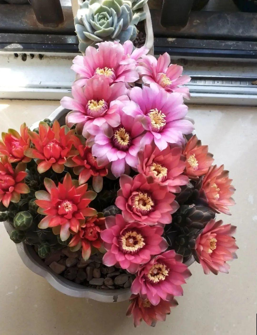 养花大神的爆花技巧，我给大家偷来了，赶紧学