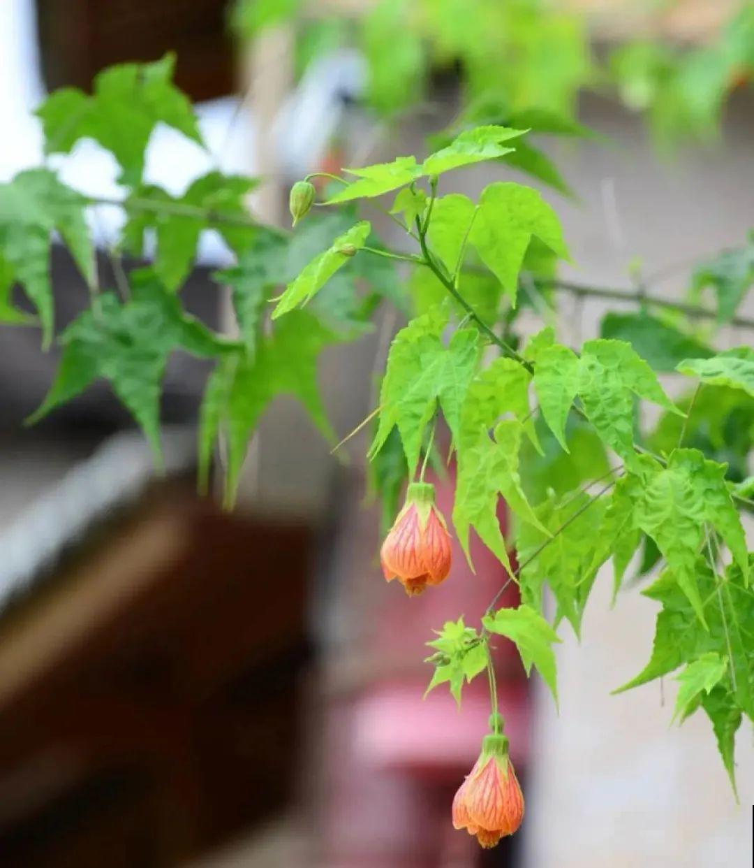 8种花名字里带金,听着就富贵,赶紧养一盆 8种花名字里带金,听着就富贵,赶紧养一盆