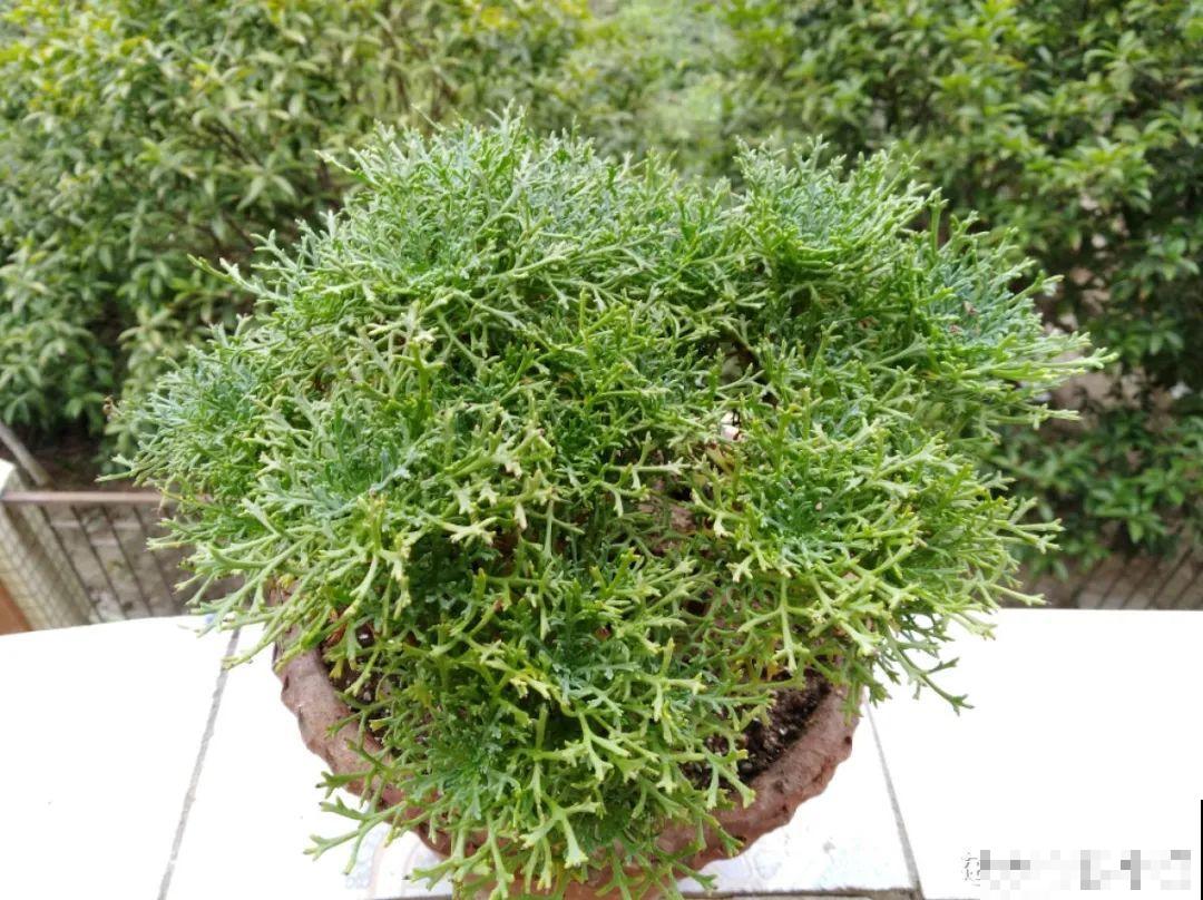 9种花,夏天休眠了,一定少浇水,否则越浇越死 9种花,夏天休眠了,一定少浇水,否则越浇越死