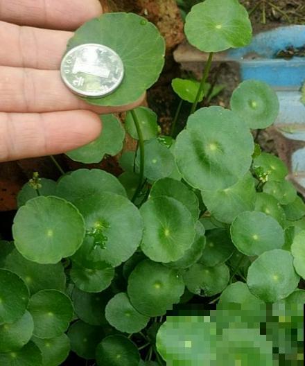 要金钱还是要铜钱，金钱草和铜钱草养哪个最好？