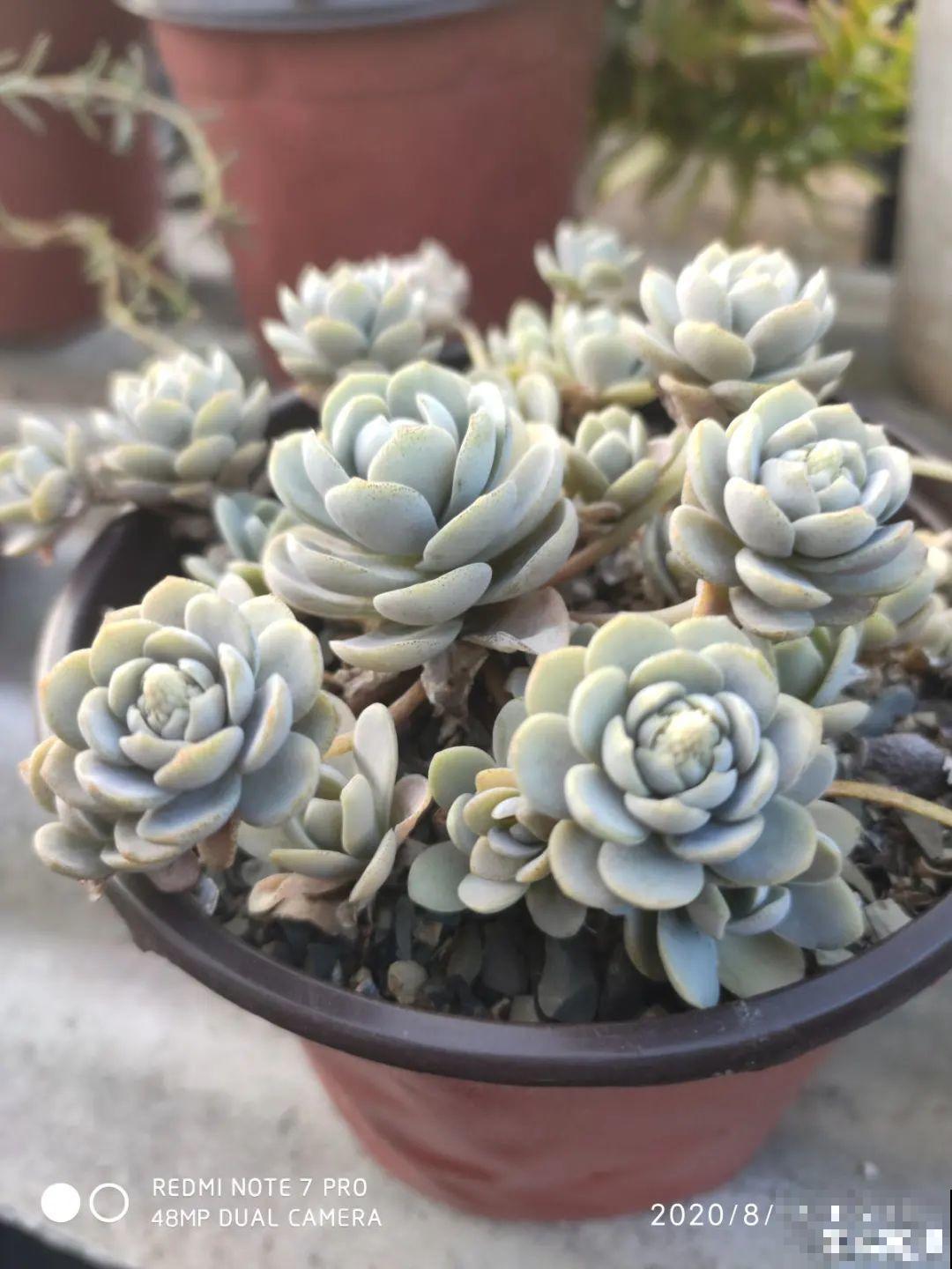 6种多肉，夏天不休眠，而且疯狂生长