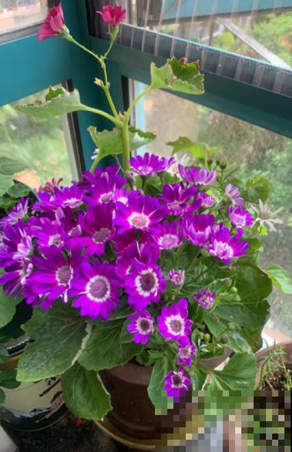 秋天养盆“千朵花”，满盆都是花苞，热热闹闹特好看