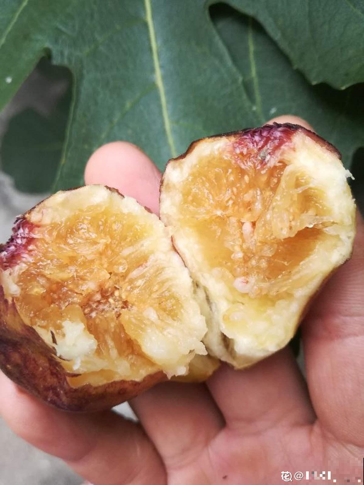 在果店不迷茫，3步方法，挑走店里最好吃的无花果