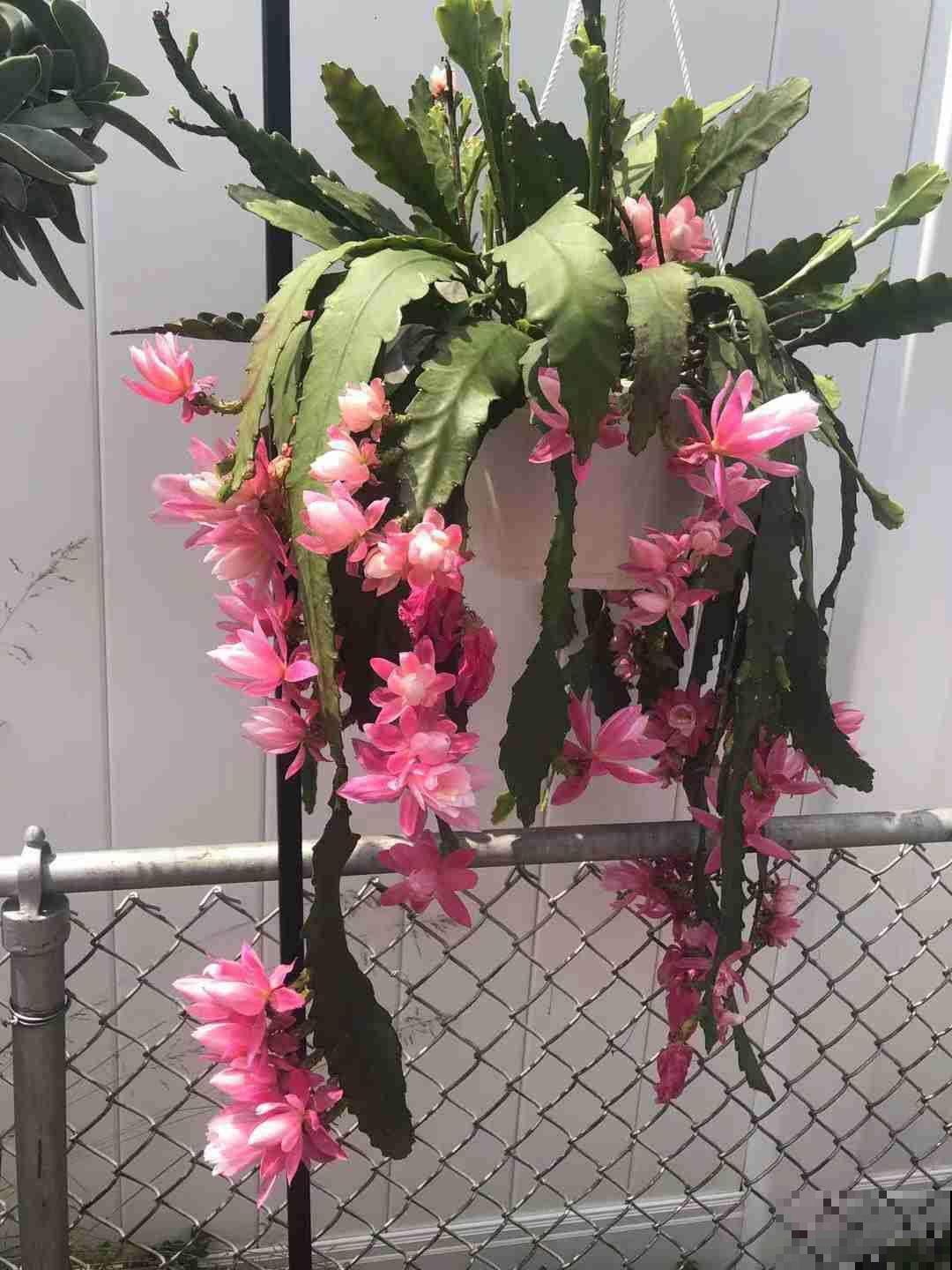 8月逛花市，看到3种花直接买回家，多晒太阳很快爆盆