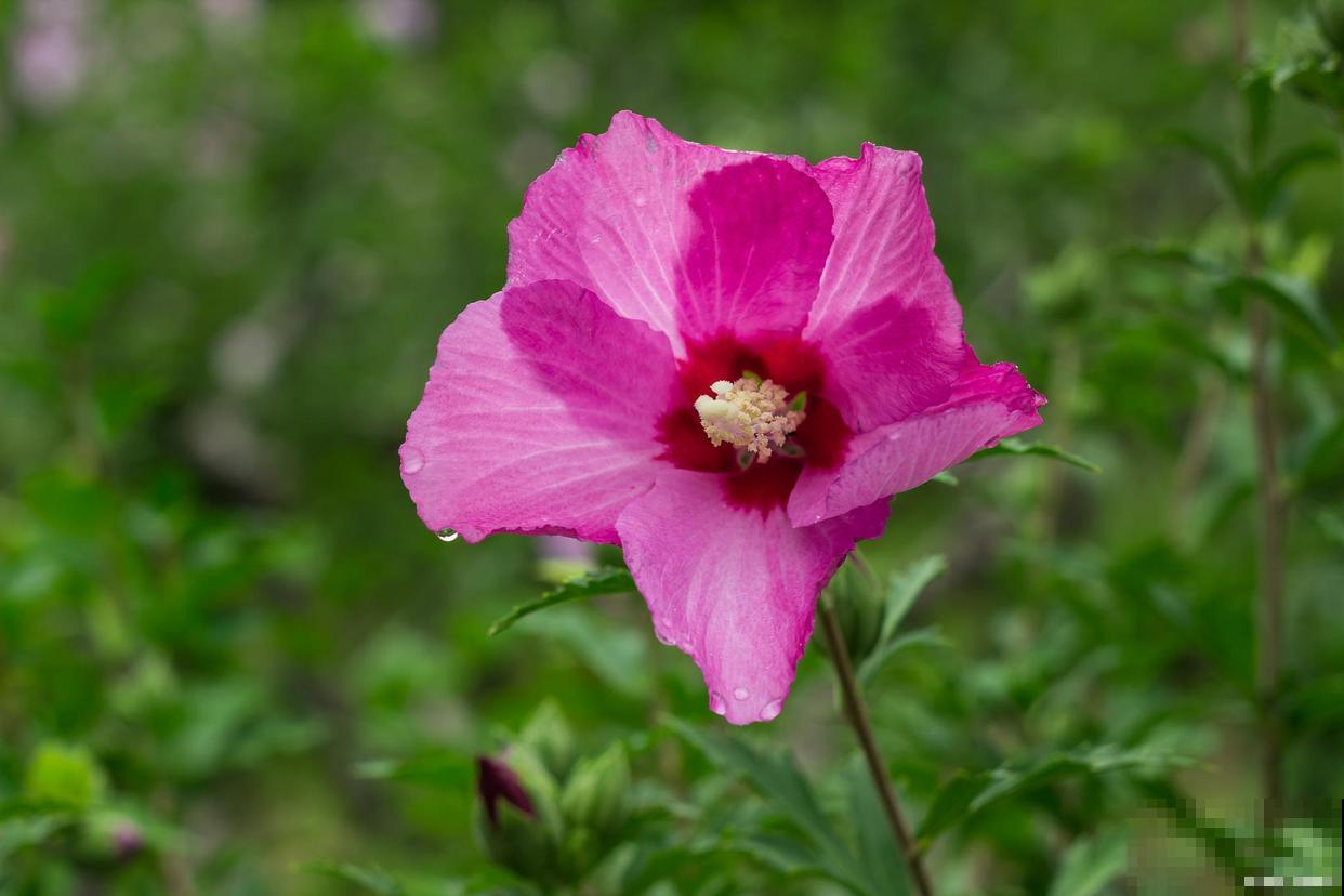 木槿花虽美，却也不娇嫩，坚韧是它的代名词