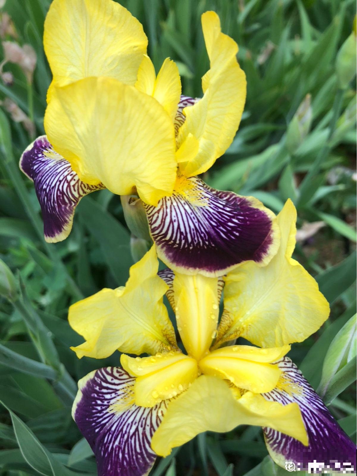 趁着秋天到，赶紧种上3种花，明天春天就能开花