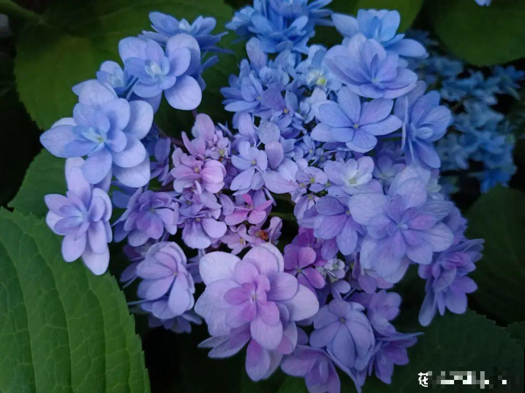 难养活的8种花，在家里养不好，扔门口反而呼呼开花