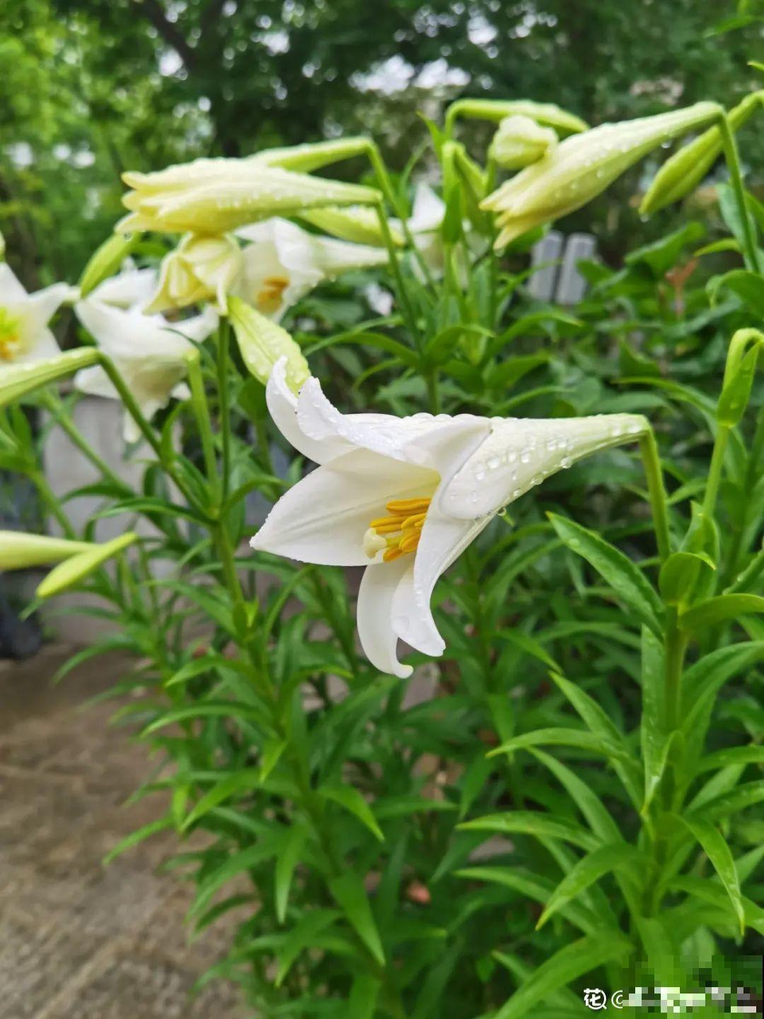 有个小院种种菜,养点花草,忘记半生喧嚣 有个小院种种菜,养点花草,忘记半生喧嚣