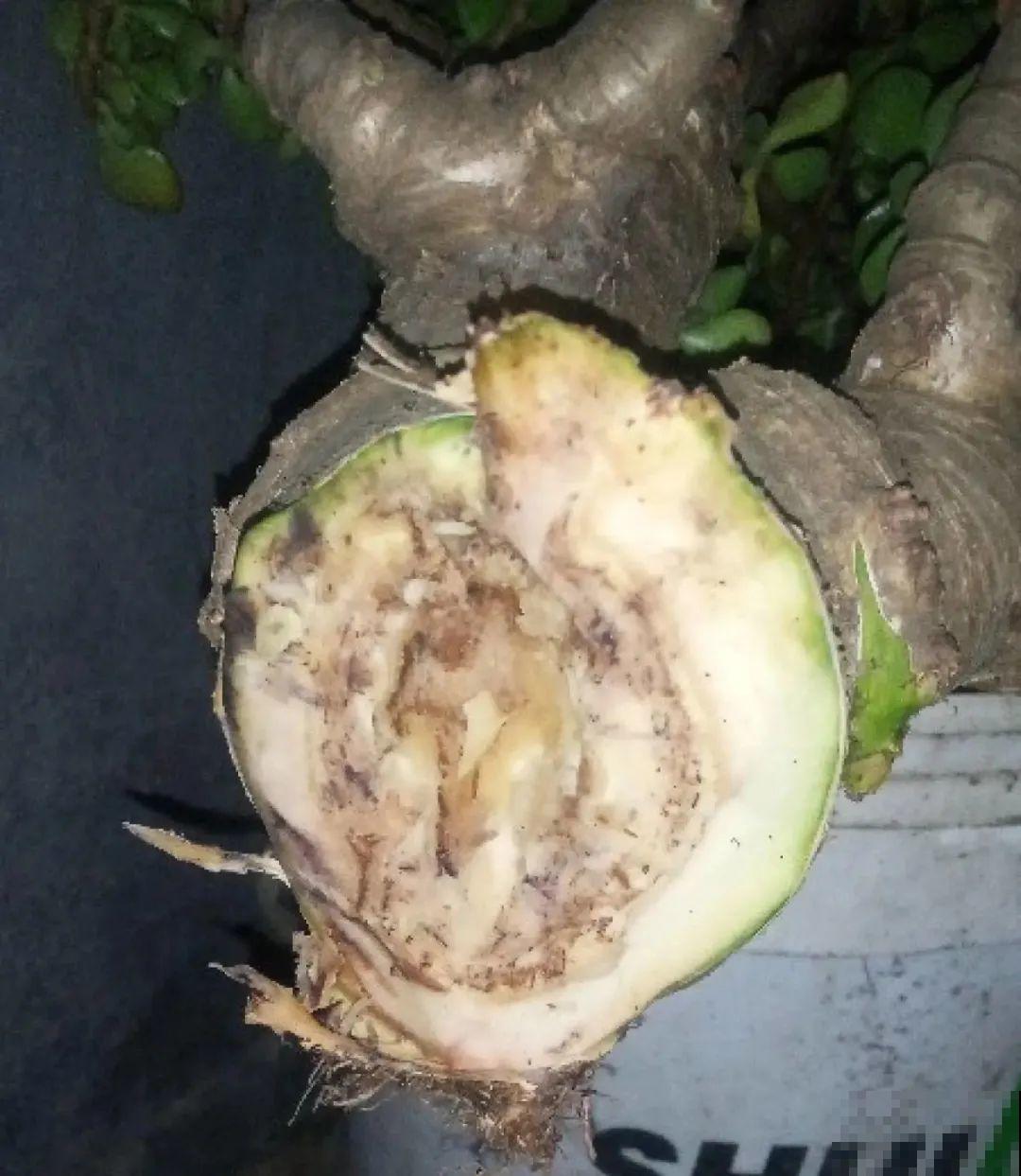 虎皮兰浅盆养，小芽嗖嗖冒，满盆都是新芽