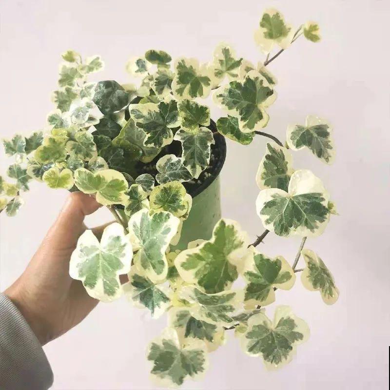 10种花,看着贵气有格调,实际价格很便宜 10种花,看着贵气有格调,实际价格很便宜