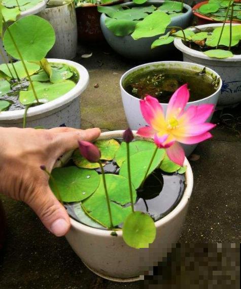 养碗莲做好3点，开花美得像艺术品，拍的照片像修图