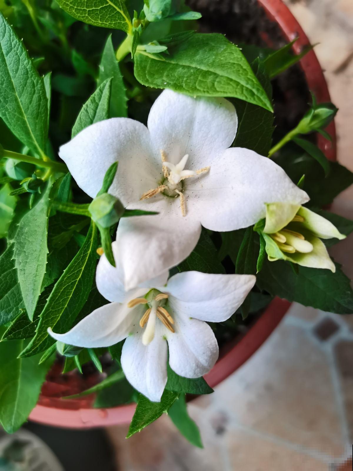 梅雨季养花,一定要注意5要点,不然花全涝死了 梅雨季养花,一定要注意5要点,不然花全涝死了