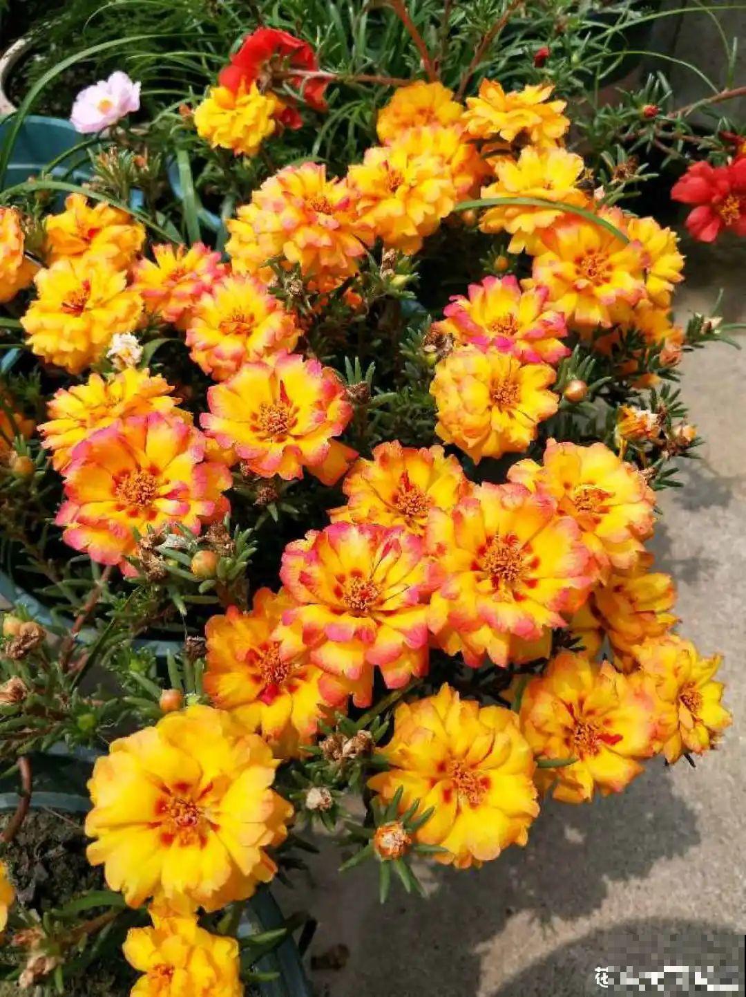 超便宜的蓝雪花，开出清凉蓝色花，夏天看着超凉快