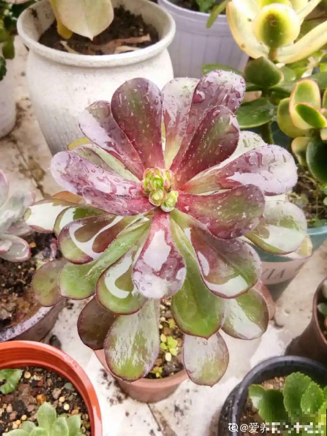 现在给花剪一刀,剪成一个“小平头”,呼呼冒芽爆盆 现在给花剪一刀,剪成一个“小平头”,呼呼冒芽爆盆