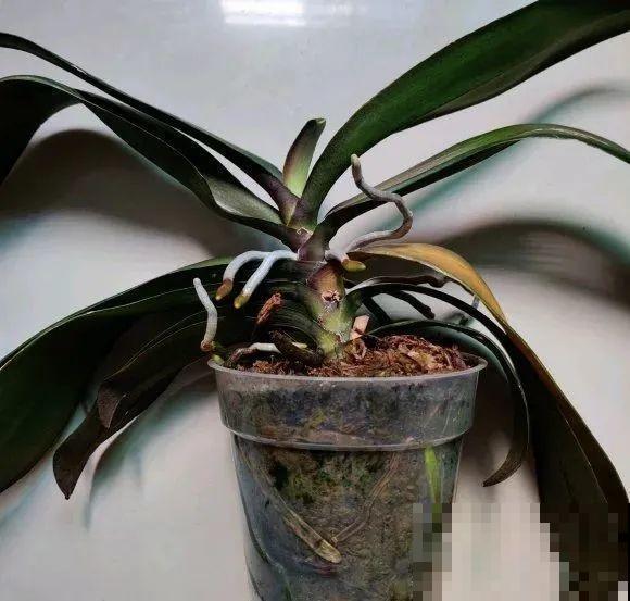 夏天看见气生根,赶紧剪下来,插土里就活 夏天看见气生根,赶紧剪下来,插土里就活