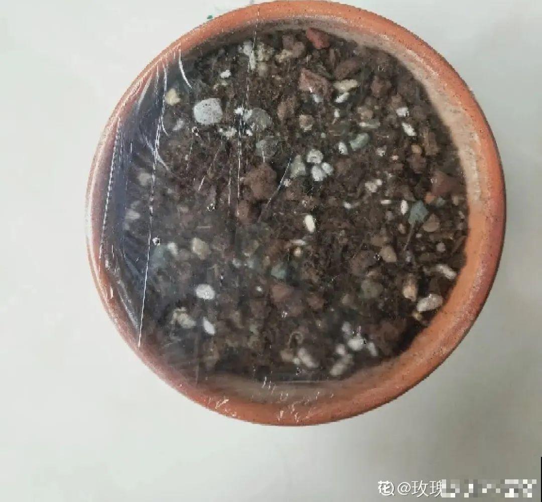 9种花,夏天休眠了,一定少浇水,否则越浇越死 9种花,夏天休眠了,一定少浇水,否则越浇越死