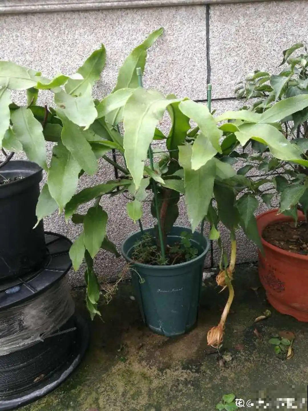 专挑晚上开的花,爱吃肥肉喝废油,开花艳压群芳 专挑晚上开的花,爱吃肥肉喝废油,开花艳压群芳