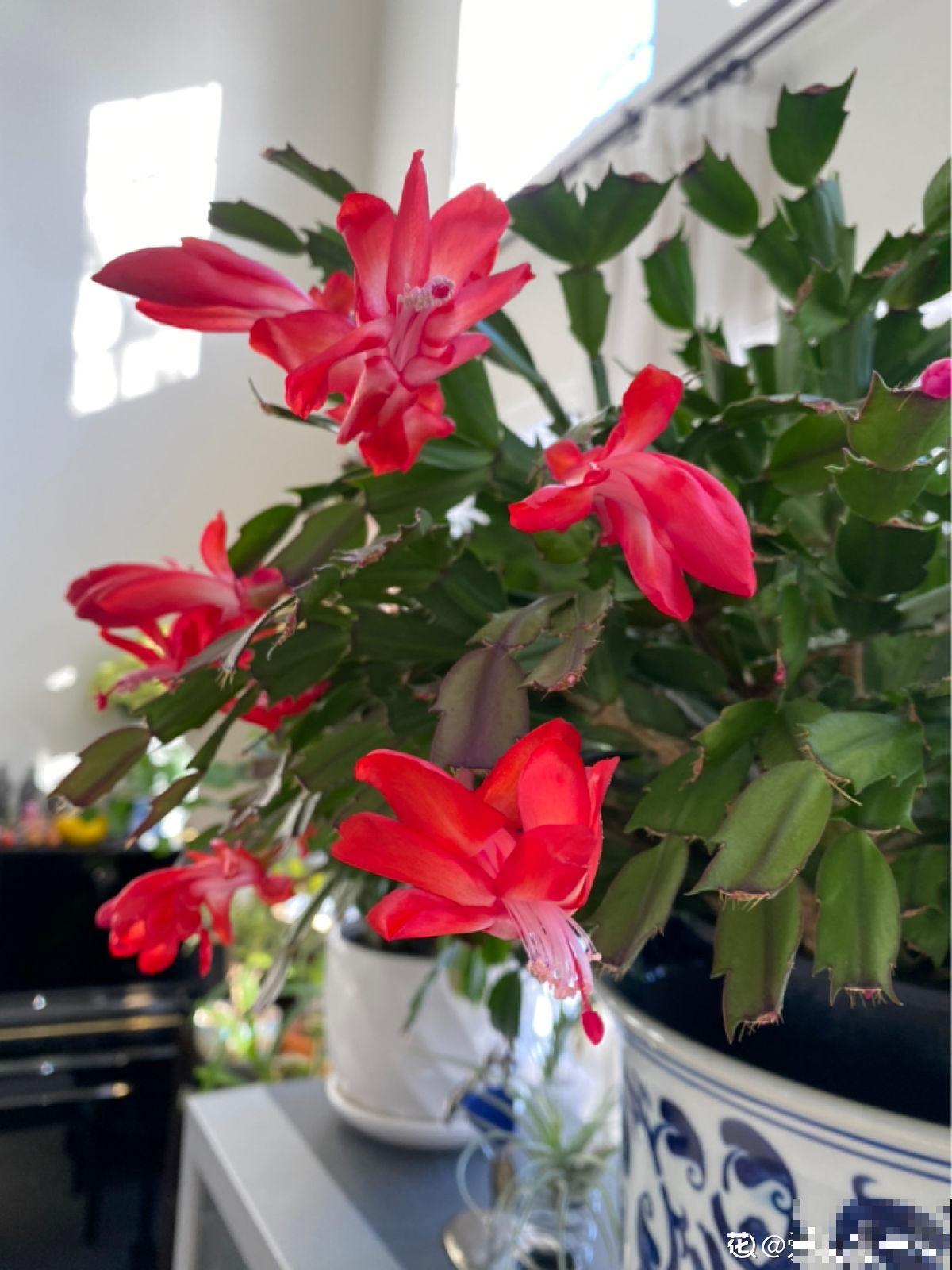 4种花,现在购买正合适,再晚一个月价格翻一倍 4种花,现在购买正合适,再晚一个月价格翻一倍