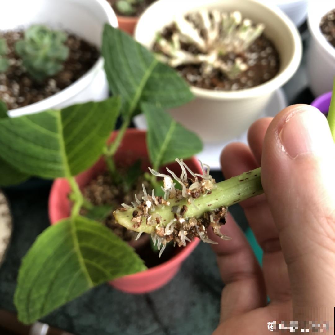 立秋后，7种花要扦插，满盆开花结果子