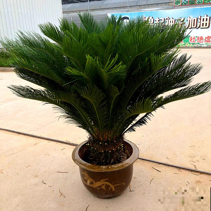 铁树开花只是成语？不，铁树真能开花，但要讲求方法