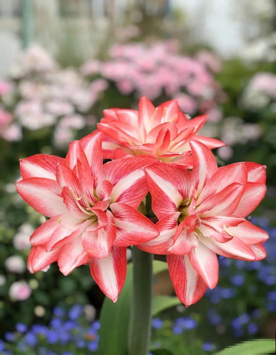 家里养盆朱顶红，开花个个比脸大，牛年养它“注定红”！